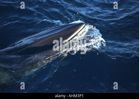 Dwarf Minke Whale Grande Barriera Corallina in Australia Oceano Pacifico balena superficie di acqua Foto Stock