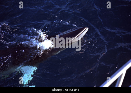 Dwarf Minke Whale Grande Barriera Corallina in Australia Oceano Pacifico balena superficie di acqua Foto Stock