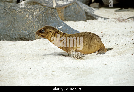 Giovani Galápagos Sea Lion (Zalophus californianus wollebaeki) passeggiate sulla spiaggia Foto Stock