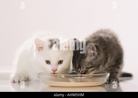 Il gatto domestico. Due gattini di bere da un piatto Foto Stock