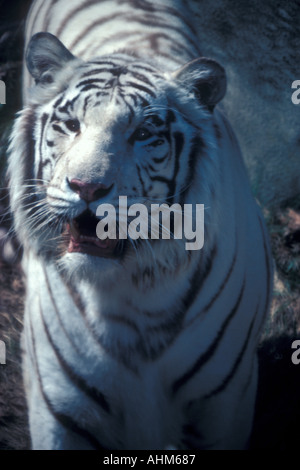 Tigre bianca del Bengala Foto Stock