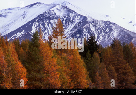 Colore di autunno a Castle Hill guardando verso la gamma Craigieburn Isola del Sud della Nuova Zelanda Foto Stock