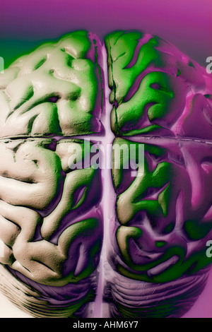 Campione di anatomia del cervello umano Foto Stock