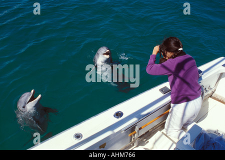 Fotografare i delfini Foto Stock