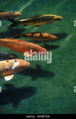 Carpa, pesce rosso Foto Stock