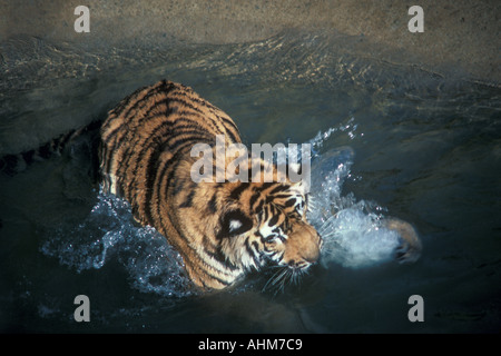 Tigre del Bengala giocando in acqua Foto Stock