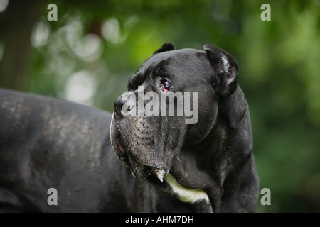 Cane Corso - Ritratto Foto Stock