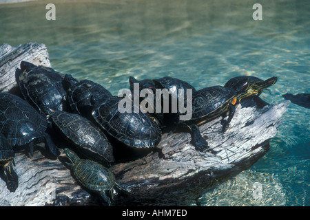 Tartarughe abbronzarci Foto Stock
