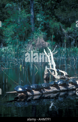 Tartarughe Foto Stock