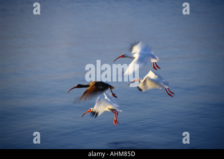 Uccelli in volo - Ibis' Foto Stock