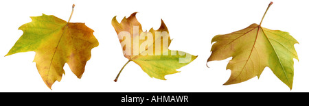 Foglie di autunno Foto Stock