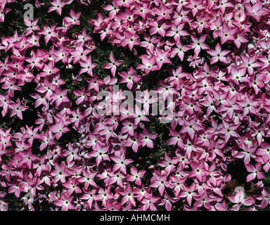 Phlox rosa in fiore nel parco nazionale di Crater Lake in Oregon Foto Stock