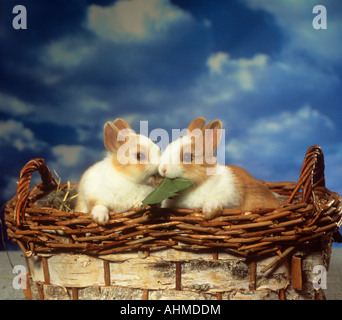 Due giovani conigli nani in basket - munching Foto Stock
