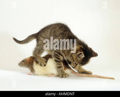 Amicizia animali : i giovani gatto domestico e rat - tagliare Foto Stock