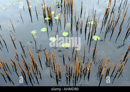 Monconi vicino alle rive del lago VEMBANADU Kumarakom Kerala Foto Stock