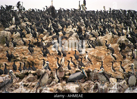 La colonia di uccelli, Islas Ballestas, Perù Foto Stock