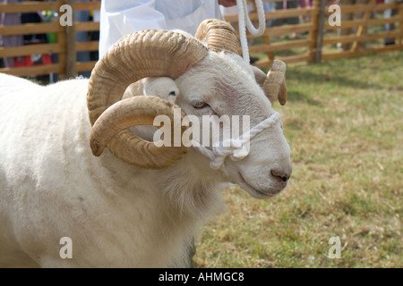 Wiltshire Horn Ram CONTEA DI BUCKS Visualizza Foto Stock