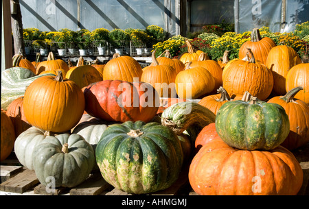 Una varietà di zucche e zucche in un mercato all'aperto nella città di Oklahoma, Oklahoma, Stati Uniti d'America. Foto Stock