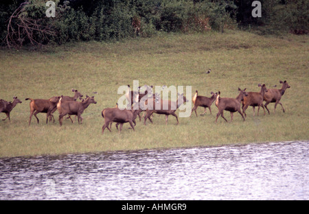 SAMBAR CERVI IN DEL PERIYAR riserva della tigre THEKKADY KERALA Foto Stock