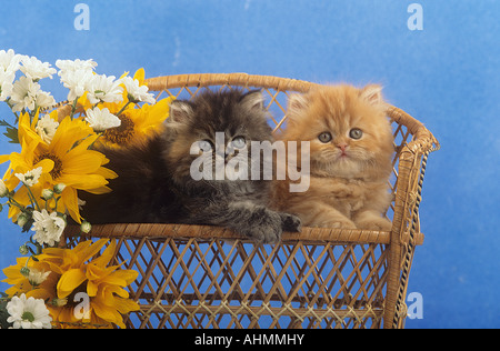 Gatto persiano - due gattini sul banco di lavoro Foto Stock