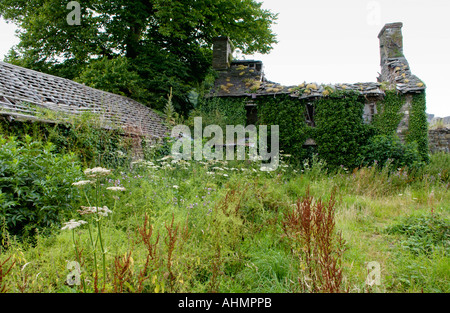Abbandonati fattoria abbandonata a Llandeilo Carmarthenshire Wales UK coperto di edera scoperchiata agriturismo Foto Stock