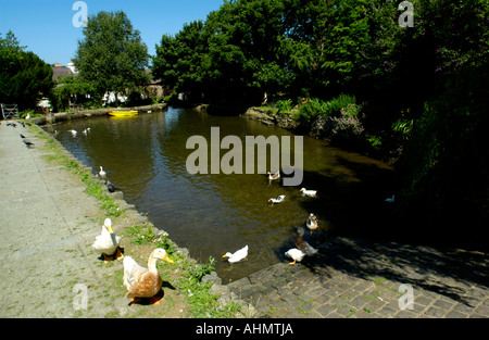 Mill stagno con anatre a Y Felin xvii secolo mulino di farina al St Dogmaels Pembrokeshire West Wales UK Foto Stock