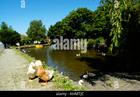 Mill stagno con anatre a Y Felin xvii secolo mulino di farina al St Dogmaels Pembrokeshire West Wales UK Foto Stock