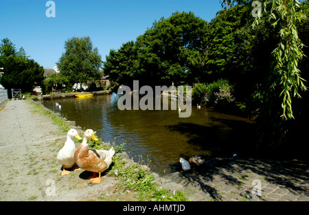 Mill stagno con anatre a Y Felin xvii secolo mulino di farina al St Dogmaels Pembrokeshire West Wales UK Foto Stock