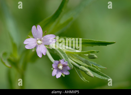 Fiore lilla di Marsh Willowherb Epilobium palustre che mostra a forma di club lo stigma Bedgebury Forest Kent REGNO UNITO 18 Giugno 2006 Foto Stock