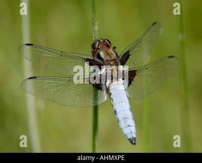 Un blu brillante maschio corposo ampio chaser Libellula depressa libellula poggia su un gambo rush Foto Stock