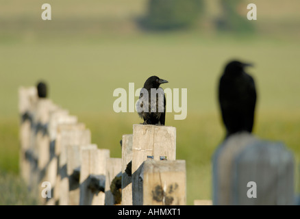 Un giovane carrion crow Corvus corone siede su un palo da recinzione frequentato dai suoi genitori che sono ancora la sua alimentazione Cuckmere Haven Sussex Foto Stock