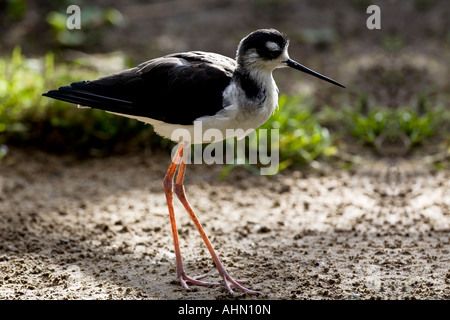 Collo Nero Stilt Foto Stock