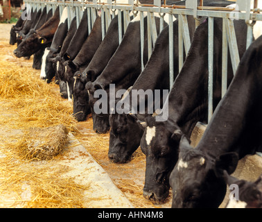 Vacche alimentare a trogolo in Spagna Foto Stock