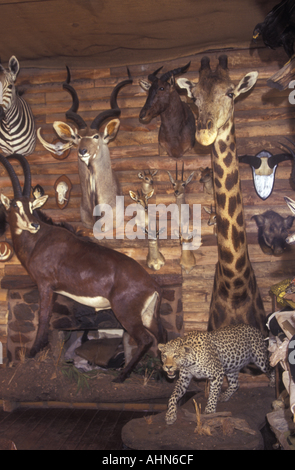 Display di tassidermia, Tchpise, provincia del Nord, Sud Africa Foto Stock