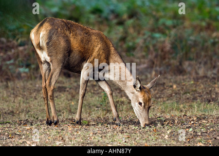 Red Deer Cervus elaphus hind alimentazione permanente Richmond Park London Foto Stock