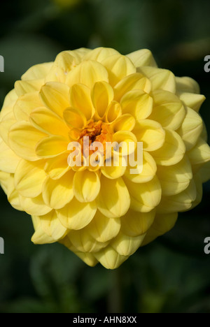 Pom pom dahlia giallo Foto Stock