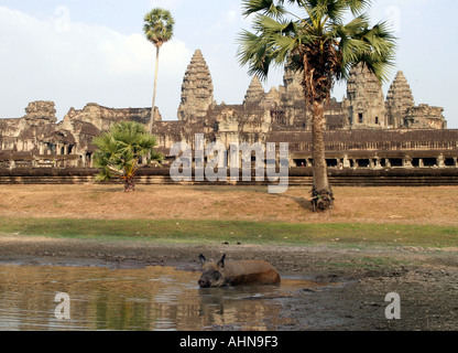 Maiale selvatico wallowing in tempio pond. Angkor Wat, Cambogia Foto Stock