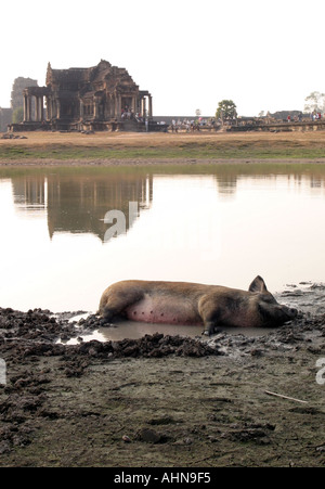 Maiale selvatico wallowing in tempio stagno nella parte anteriore della libreria. Angkor Wat, Cambogia Foto Stock