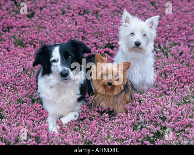 West Highland Terrier Border Collie e Yorkie di Heather Foto Stock