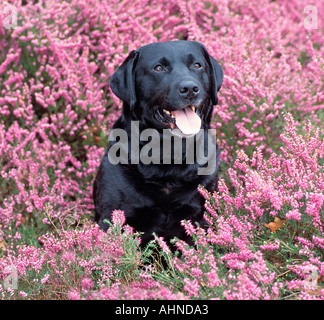 Il Labrador nero in Heather Scozia Agosto Foto Stock