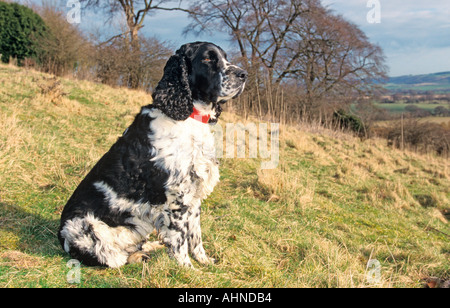 English Springer Spaniel nella Chiltern paesaggio Foto Stock