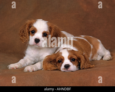 Cavalier King Charles Spaniel Blenheim (castagno e bianco) e cucciolo Foto Stock