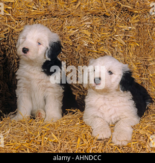 Una cucciolata di Old English Sheepdog cuccioli nel fienile di paglia Foto Stock