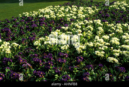 Primula Polyanthus Crescendo bianco e blu Foto Stock