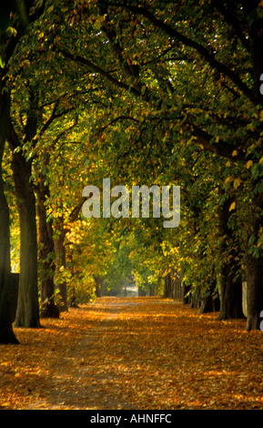 "Ippocastano' Tree Avenue in autunno Bushy Park Middlesex in Inghilterra Foto Stock