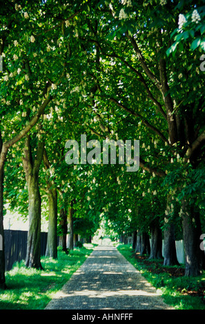 Cavallo Castagno Avenue nella primavera Bushy Park Middlesex in Inghilterra Foto Stock