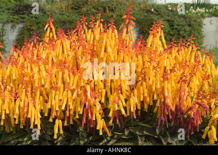 Lachenalia aloides una pianta autoctona in fiore del Sud Africa conosciuta anche come Cape Cowslip Foto Stock