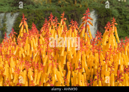 Lachenalia aloides una pianta autoctona in fiore del Sud Africa conosciuta anche come Cape Cowslip Foto Stock