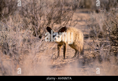 Volpe dalle orecchie di pipistrello Foto Stock