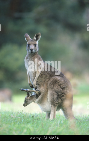 Grigio orientale kangaroo Macropus giganteus Foto Stock